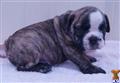 English Bulldog